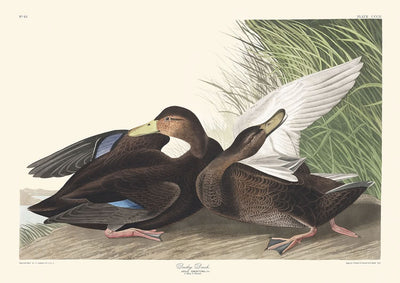 Dusky Duck by John James Audubon, 1827