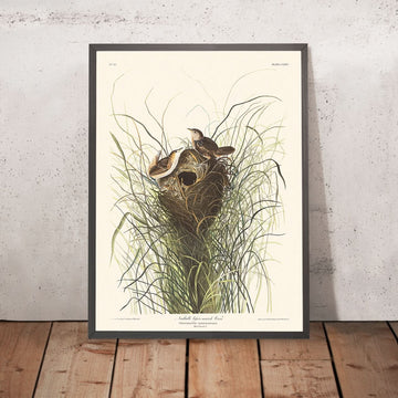 Il Wren di Nuttall di minore palude di John James Audubon, 1827 