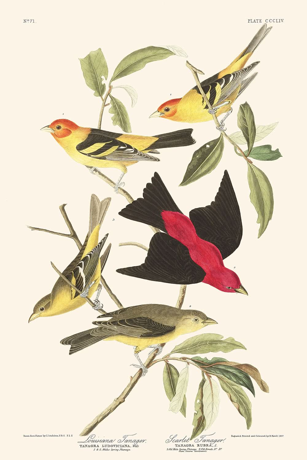 Louisiana Tanager und Scarlet Tanager von John James Audubon, 1827