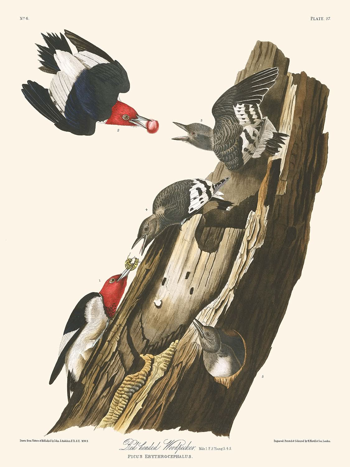 Rotkopfspecht von John James Audubon 1827