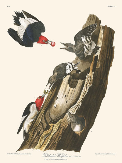 Pájaro carpintero de cabeza roja, de John James Audubon, 1827