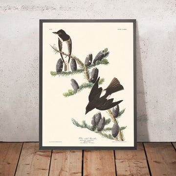 Ficedula olive-sidonia di John James Audubon, 1827 