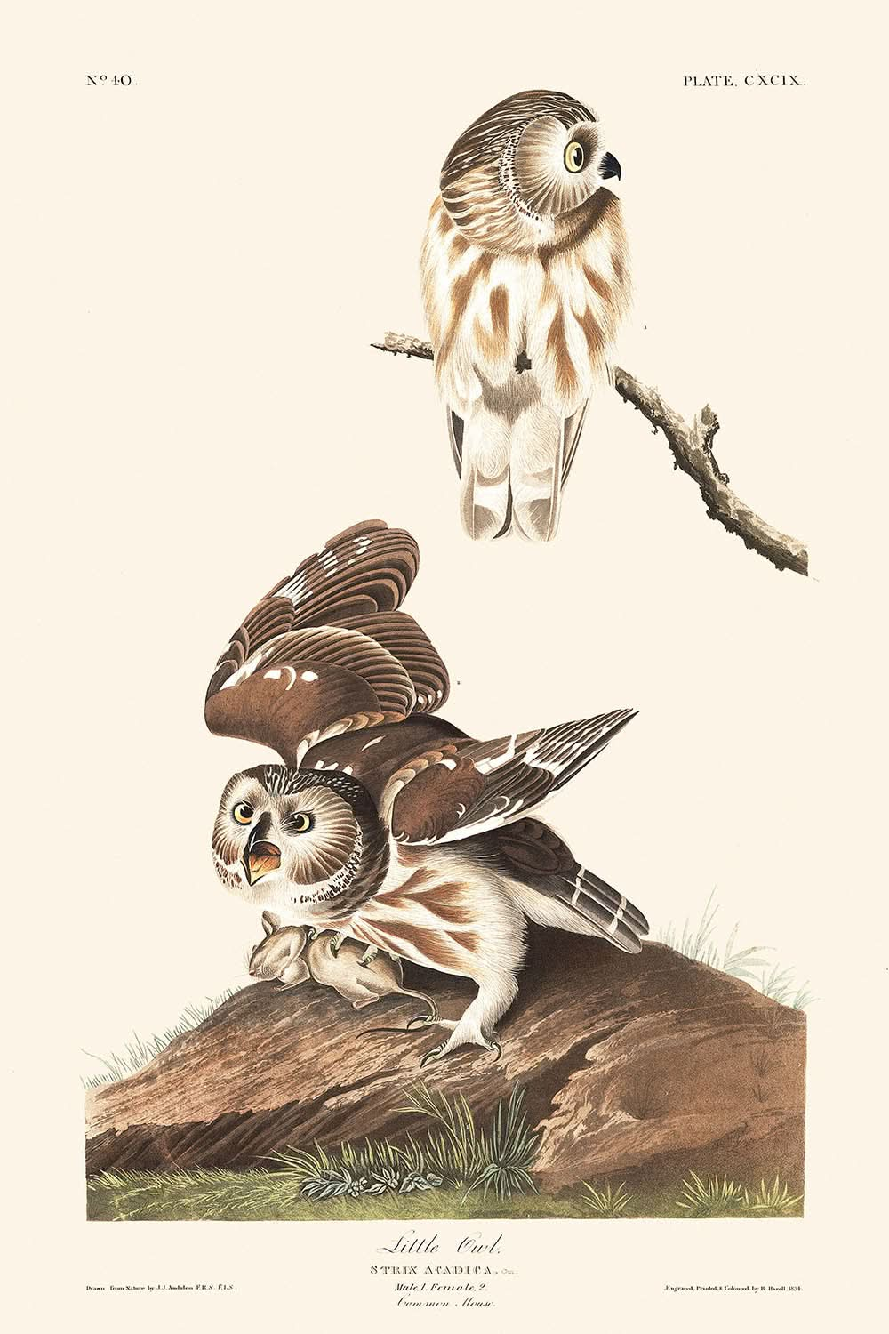 La petite chouette de John James Audubon, 1827