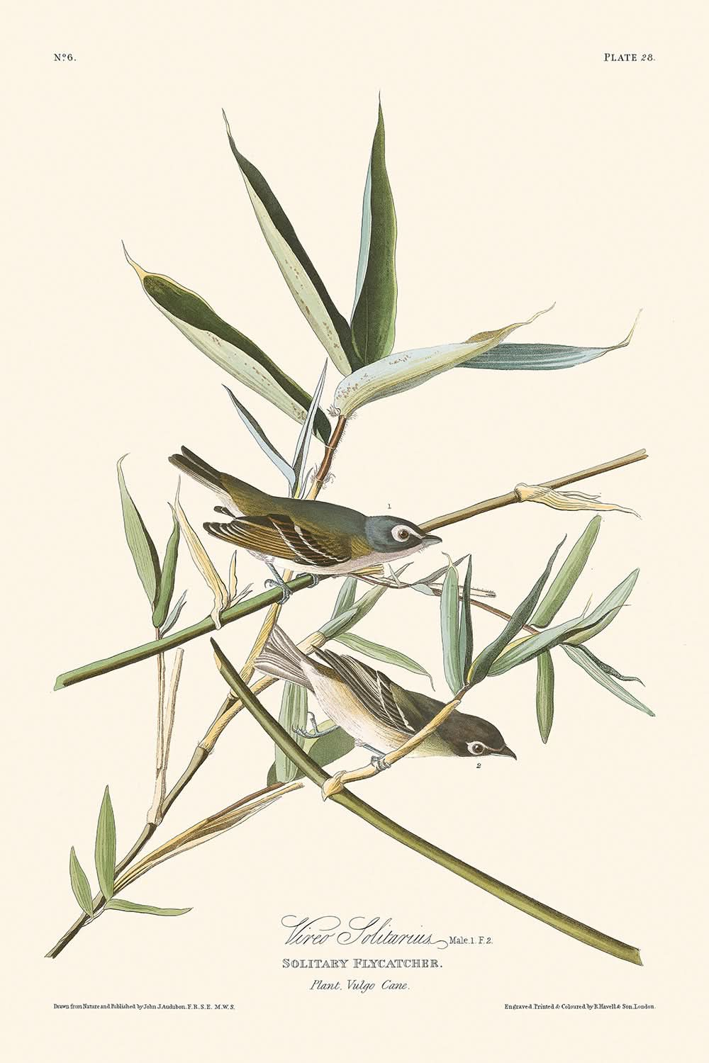 Vireo Solitarius by John James Audubon, 1827