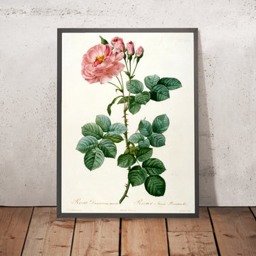A framed image of Aurore Poniatowska Rose (Rosa damascena aurora) by Pierre Joseph Redouté, 1817