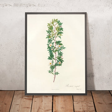 A framed image of Rosa Aciphylla by Pierre Joseph Redouté, 1817