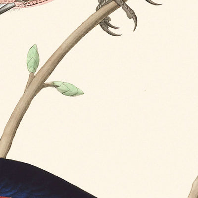 Étourneau des prairies de John James Audubon, 1827