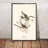 Songsperling von John James Audubon, 1827 