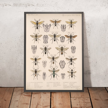 A framed image of 