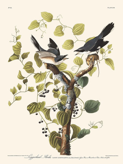 Loggerhead Shrike by John James Audubon, 1827