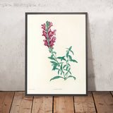Snapdragon (Antirrhinum, Plate 24) by Pierre Joseph Redouté, 1805