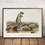 Douglasse's Spermophile (Spermophilus douglassii) by John Woodhouse Audubon, 1845
