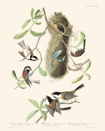 Chesnut-backed Titmouse Black-capt Titmouse and Chesnut-crowned Titmouse by John James Audubon 1827