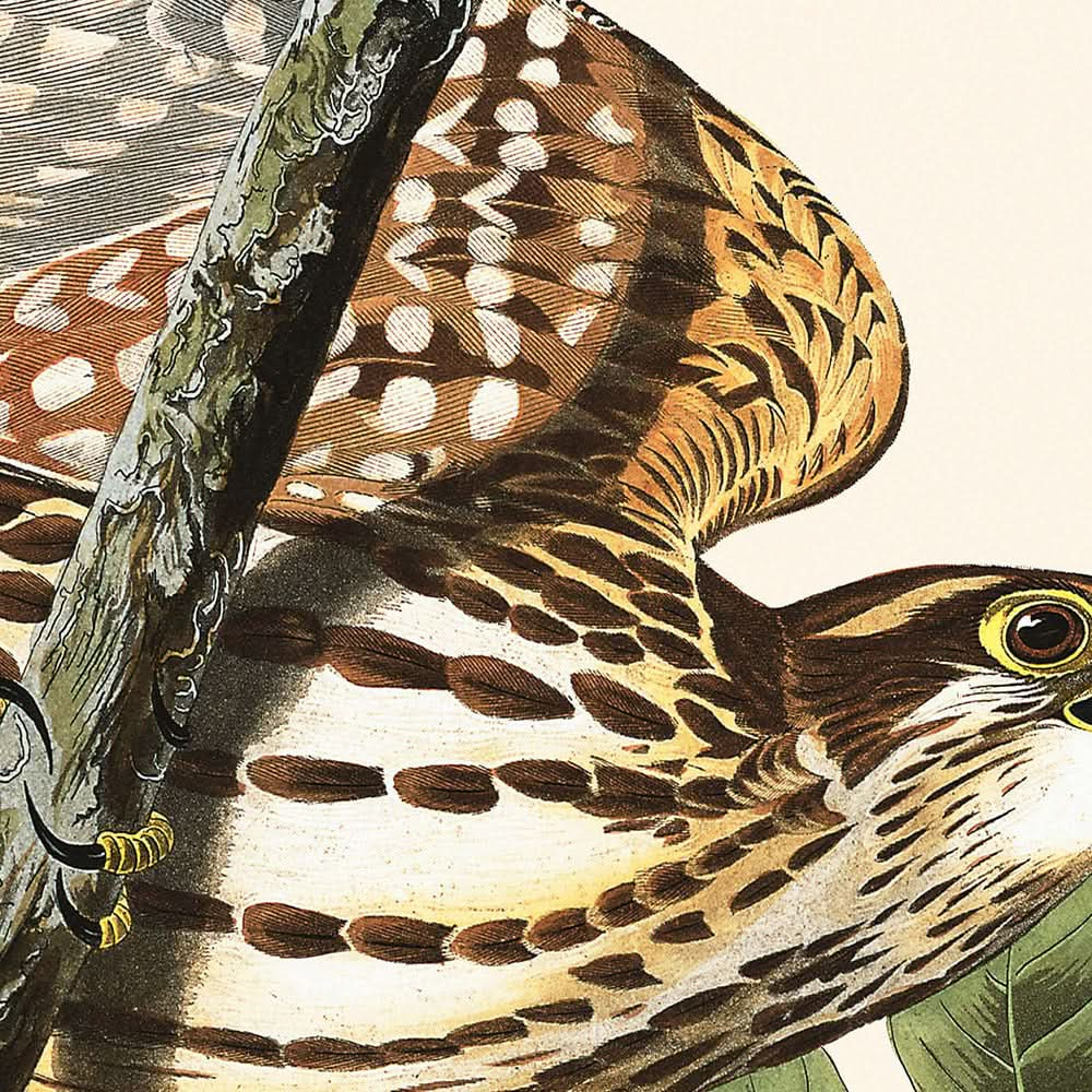 Taubenfalke von John James Audubon, 1827