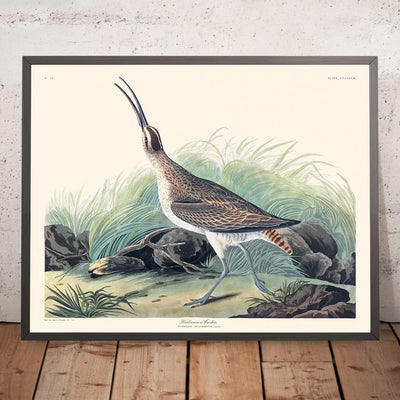 Hudsonian Curlew by John James Audubon, 1827