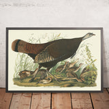 Gran gallina americana de 'Aves de América' por John James Audubon, 1827 