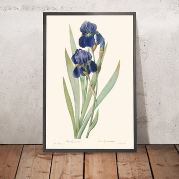 Illustration botanique de l&