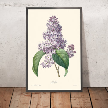 Illustrazione botanica di Lillà di Pierre-Joseph Redouté, 1827 