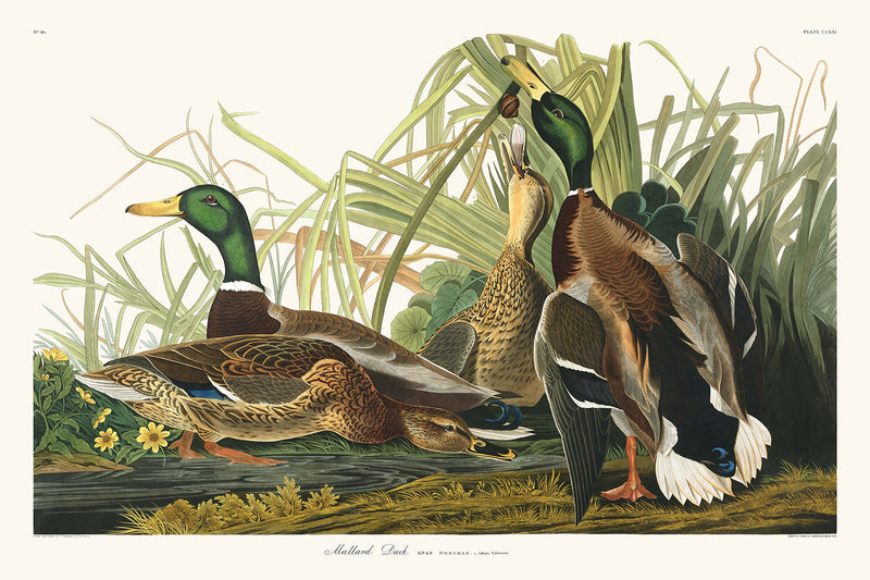 Visualiser thumbnail artwork