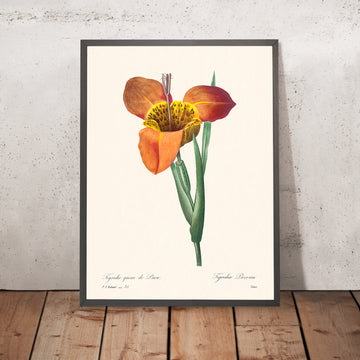 Mexican Shell Botanical Illustration by Pierre-Joseph Redouté, 1827