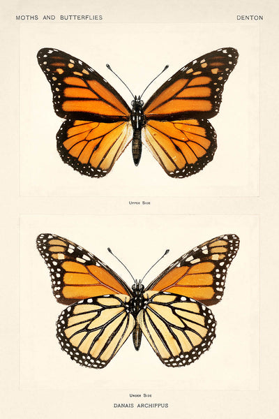 Monarch Butterfly (Danais Archippus) Illustration by Sherman Denton, 1900