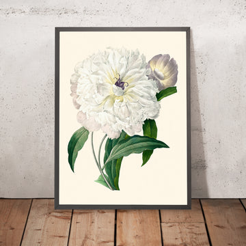 Illustration botanique de pivoine par Pierre-Joseph Redouté, 1827 