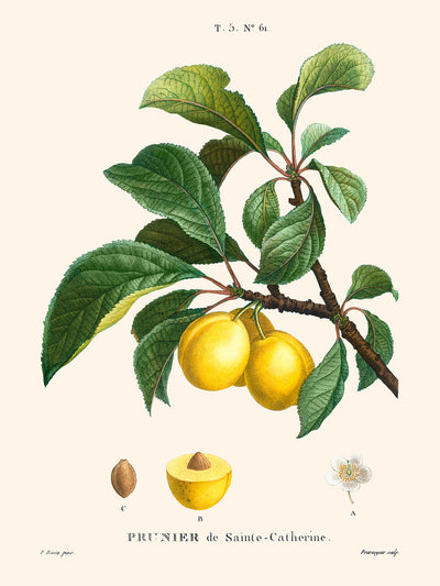 Plum Botanical Illustration by Pierre-Joseph Redouté, 1827