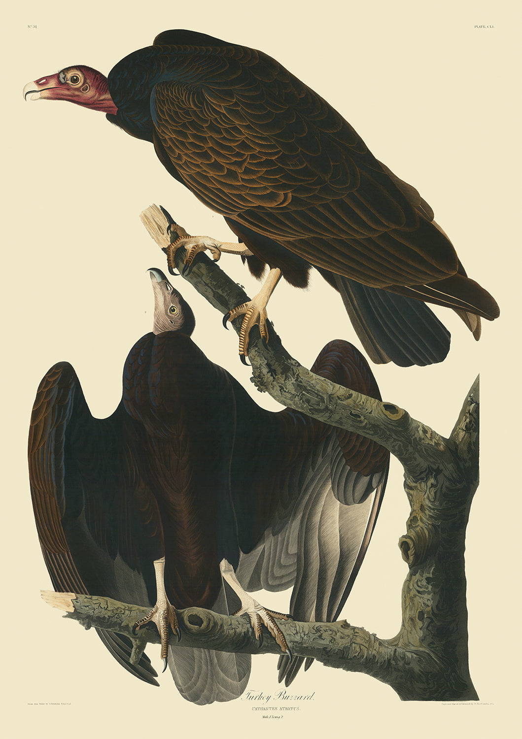 Pavo ratonero de 'Birds of America' de John James Audubon, 1827