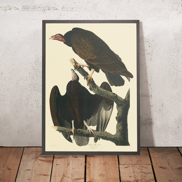 Turkey Buzzard from &