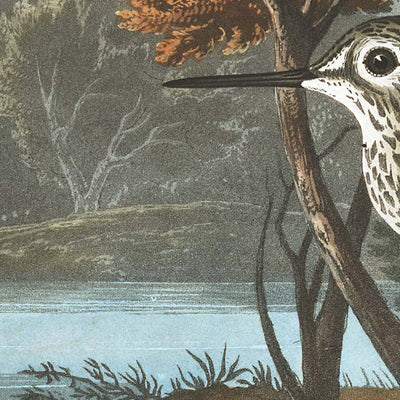 Yellow Shank by John James Audubon, 1827