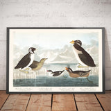 Guillemots y Alcas (Aves Marinas) por John James Audubon, 1827 