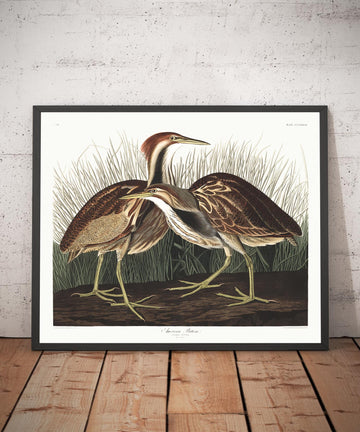 Bittern americano di John James Audubon, 1827 