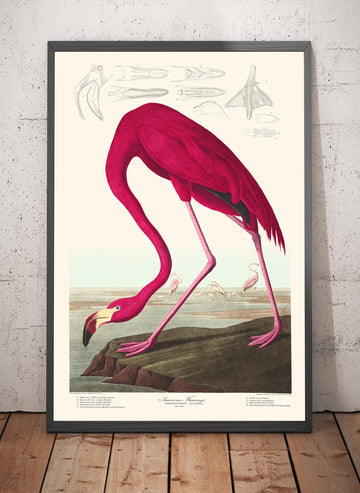 American Flamingo by John James Audubon, 1827