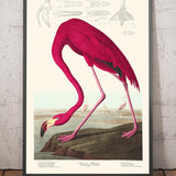 Flamenco Americano de John James Audubon, 1827 