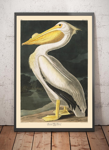 Amerikanischer Weißpelikan von John James Audubon, 1827 