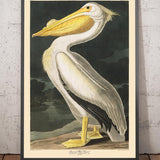 Pelícano blanco americano de John James Audubon, 1827 
