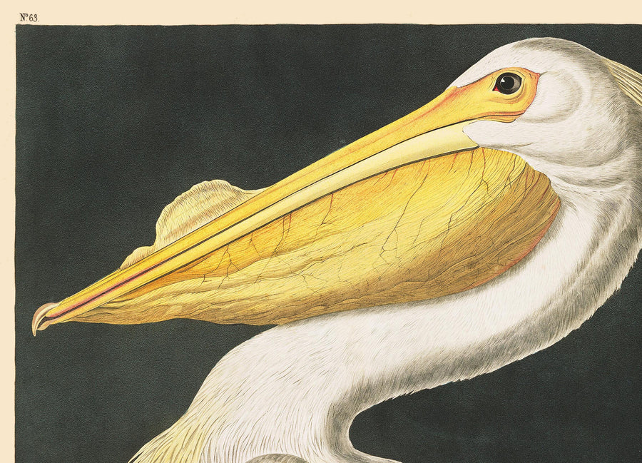 Pellicano bianco americano di John James Audubon, 1827 