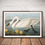 Common American Swan by John James Audubon, 1827 - Personalised Fine Art