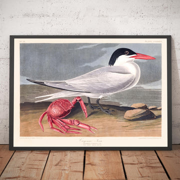 Cayenne-Tern von John James Audubon, 1827 - Personalisierte Kunst 