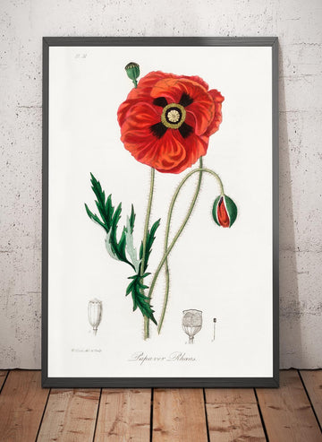 Common Poppy Botanical Illustration by Stephenson and Churchill, 1836