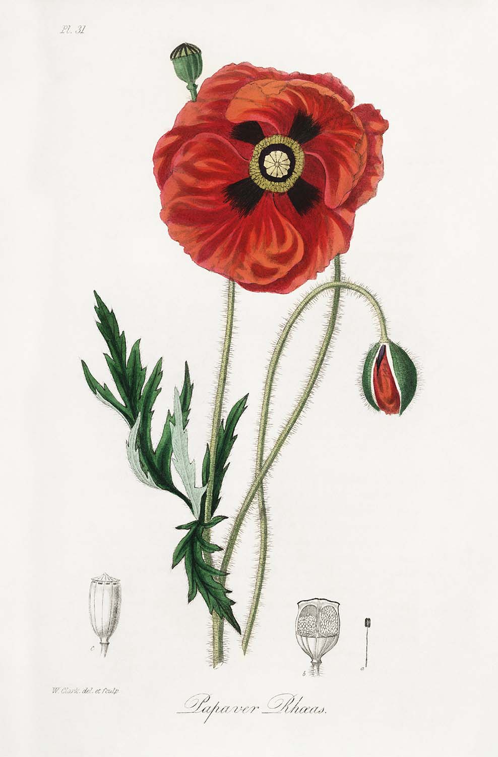 Ilustración botánica de amapola común de Stephenson y Churchill, 1836
