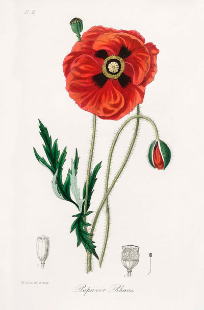 Illustration botanique du pavot commun par Stephenson et Churchill, 1836