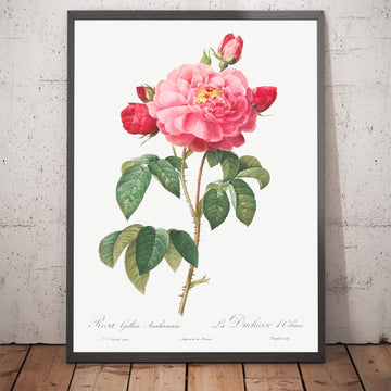 Illustration botanique de la rose gauloise par Pierre-Joseph Redouté, 1817