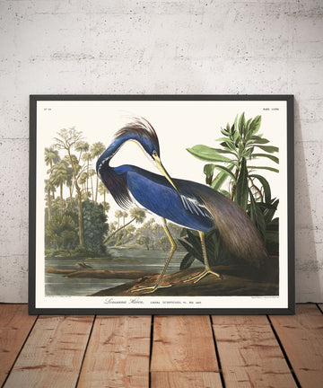 Louisiana Heron by John James Audubon, 1827 - Personalised Fine Art